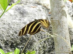 Heliconius charithonia vazquezae