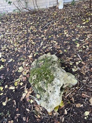 Lecanora thysanophora