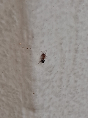 Crematogaster laeviuscula