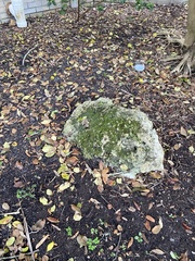 Lecanora thysanophora