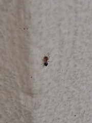 Crematogaster laeviuscula