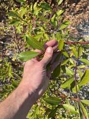 Salix sitchensis
