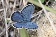 Plebejus argyrognomon