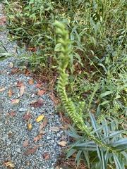 Physostegia virginiana