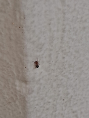 Crematogaster laeviuscula