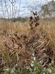 Xanthium orientale