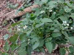 Solanum nigrum