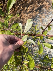 Salix sitchensis