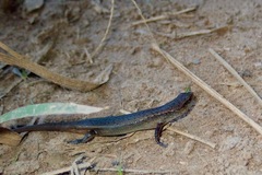 Panaspis