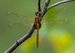 Tauriphila australis