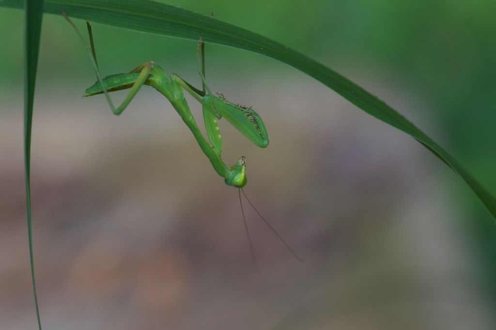 Sphodromantis aurea from Ejisu-Juabeng, Ashanti, Ghana on August 9 ...