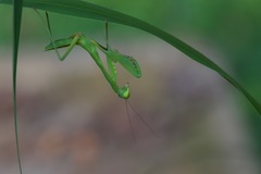 Sphodromantis