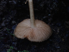 Pluteus umbrosus