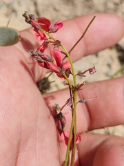 Indigofera humifusa