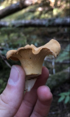 Cantharellus formosus