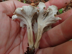 Craterellus undulatus