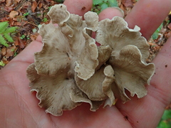 Craterellus undulatus