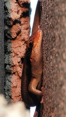 Trachylepis wahlbergii