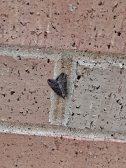 Hypena scabra