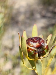 Leucadendron
