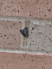 Hypena scabra