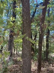 Celtis tenuifolia