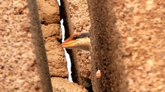 Trachylepis wahlbergii
