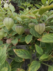 Physalis angulata