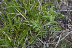 Galium boreale