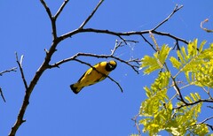 Euphonia chlorotica