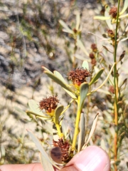Leucadendron