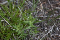 Galium boreale