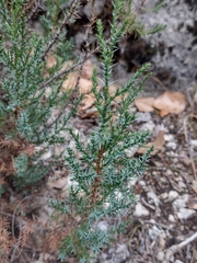 Juniperus thurifera
