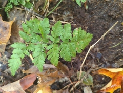 Dryopteris