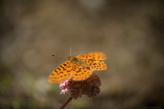 Boloria epithore