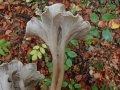 Craterellus undulatus