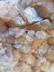 Leiobunum limbatum
