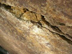 Tetragnatha versicolor