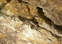 Tetragnatha versicolor