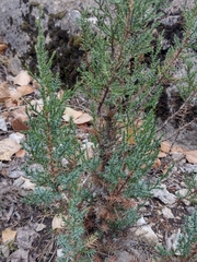 Juniperus thurifera