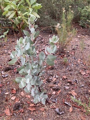 Arctostaphylos canescens