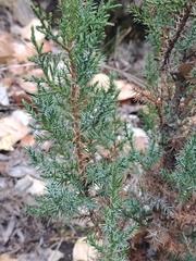 Juniperus thurifera