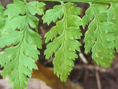 Dryopteris