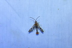 Synanthedon acerni