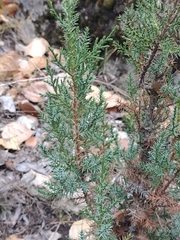 Juniperus thurifera