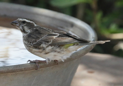 Crithagra reichenowi