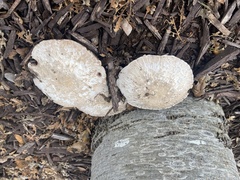Coprinopsis uliginicola
