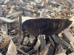 Coprinopsis uliginicola