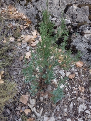 Juniperus thurifera