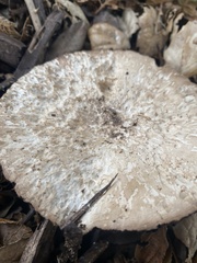 Coprinopsis uliginicola